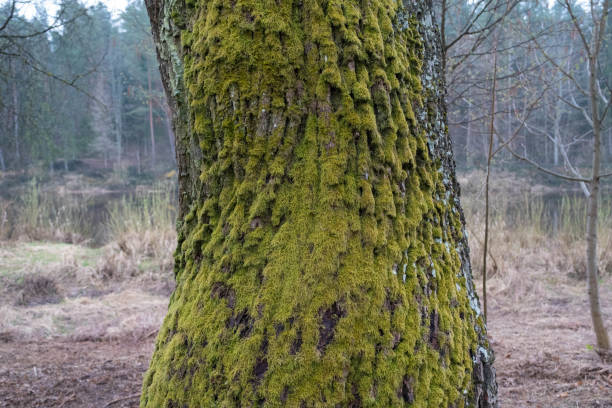 istock Green moss on a tree bark, Natural moss texture background. Acacia tree bark cover with green moss. Natural texture of bark 1393679893