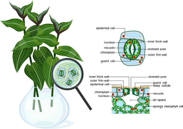 白い背景に隔離された虫眼鏡の下での、さまようユダヤ人植物(tradescantia fluminensis)のストーマテと植物の葉構造の気孔複合体と断面図 - tradescantia epidermis点のイラスト素材／クリップアート素材／マンガ素材／アイコン素材