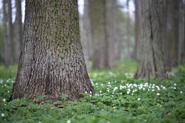 Selective focus of a deciduous tree in a floodplain forest with an undergrowth of wild garlic and anemones. Ramsons with oak and ash trees in hardwood forest.