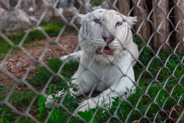 tigre blanc dans la cage - animaux en captivité photos et images de collection