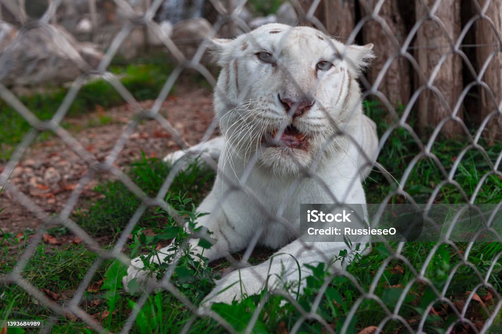 White tiger in the cage White tiger in the cage . Animal in captivity Prisoner Stock Photo