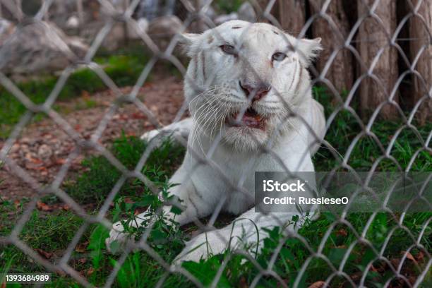 White Tiger In The Cage Stock Photo - Download Image Now - Prisoner, Animals In Captivity, Cage