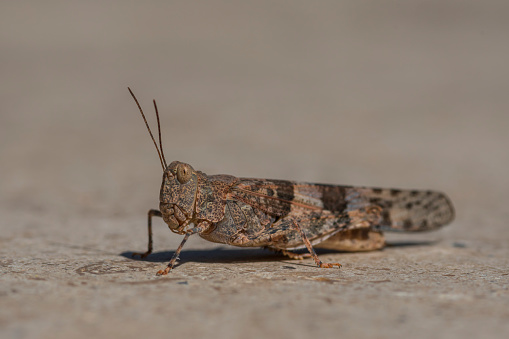 A grasshopper on a flat surface photographed in profile at a slight angle with the head and antennae in focus.