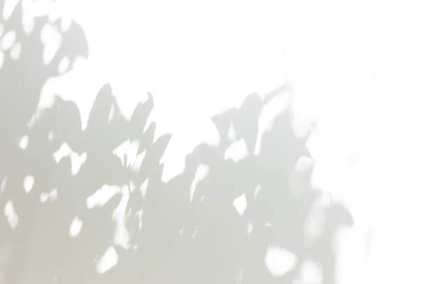 sombra gris de hojas en una pared blanca - dappled light tree leaf fotografías e imágenes de stock