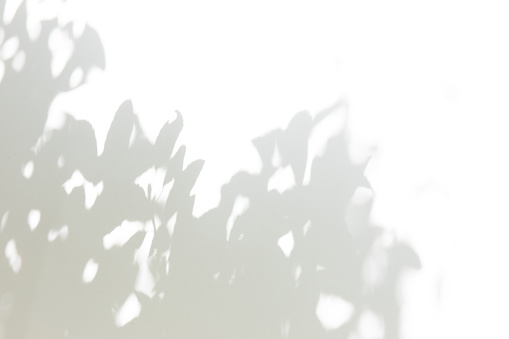 Gray shadow of leaves on a white wall