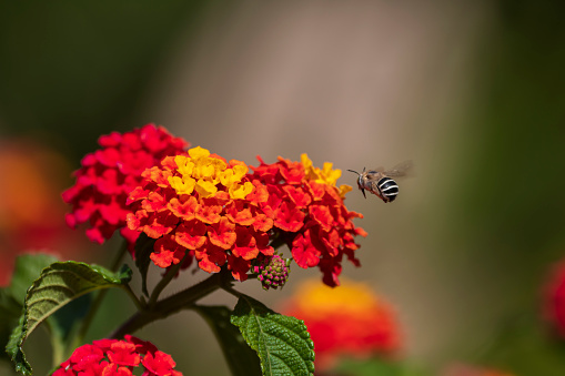 Several Lantana flowers photographed with a bee in flight.