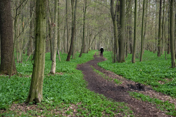 a silhouette of a man walking on a path in a floodplain forest with wild garlic. - herbal medicine nature ramson garlic imagens e fotografias de stock