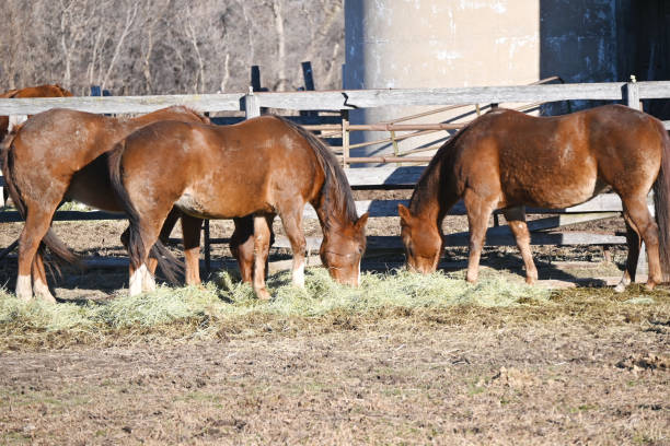 istock Brown Horses Eating Hay 1393688272
