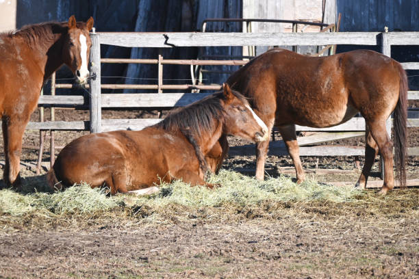 istock Horses in the Hay 1393688311