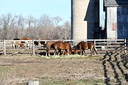 Brown horses eating fresh hay in the corral.