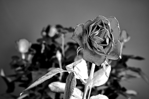 Beautiful blooming red rose on a red background  in the studio, monochrome