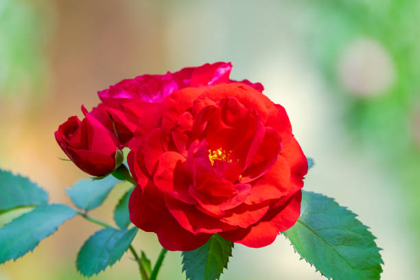 istock Scarlet red Rose. Flower at close range on a green background. 1393693875
