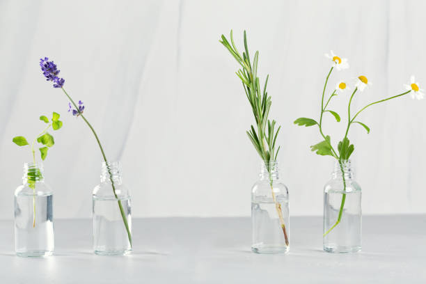 Transparent bottles with fresh herbs for aromatherapy. Aromatic sprigs of lavender, rosemary, marjoram and chamomile in glass jars on white background