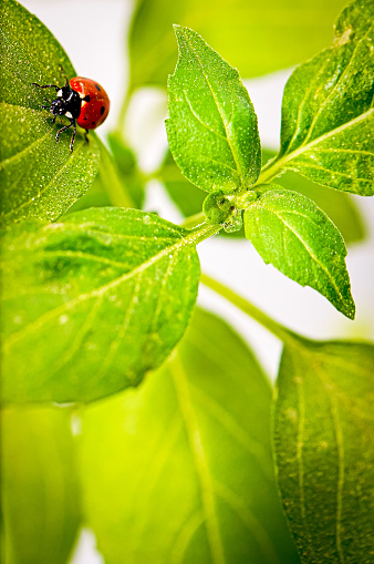 Small ladybug