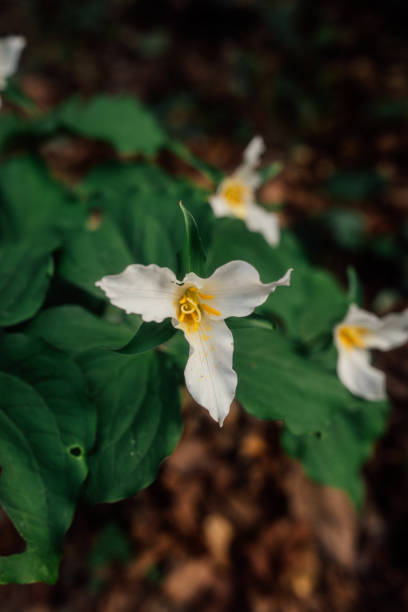 istock Spring trillium white wildflower with three petals (Trillium grandiflorum) 1393695601