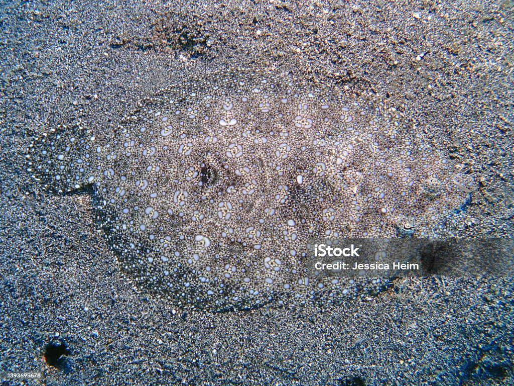 Peacock Flounder on Sandy Rock Peacock Flounder camouflaging on sandy rock in Hawaii Flounder Stock Photo