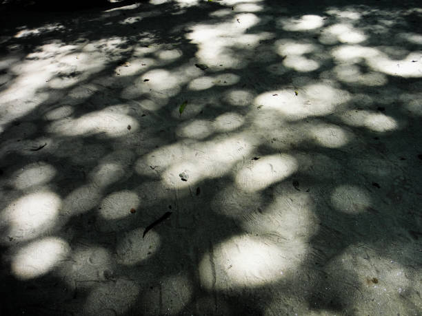 Shadow of palm leaves shadow on tropical sand beach by turquoise sea