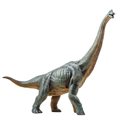 Brachiosaurus ,dinosaur on white background  Clipping path