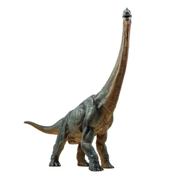 Photo of Brachiosaurus ,dinosaur on white background  Clipping path
