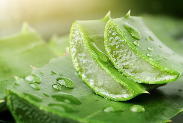 istock aloe vera in drops of water 1393700547