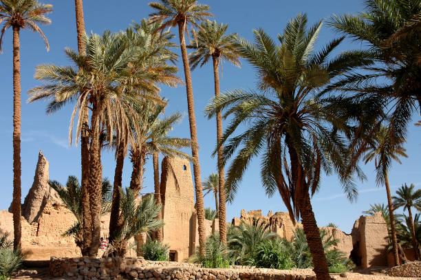 istock Palm grove of  Figuig in Morocco 1393702039