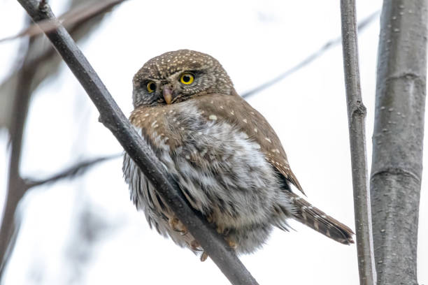 istock Northern Pygmy Owl perching on a branch 1393702107