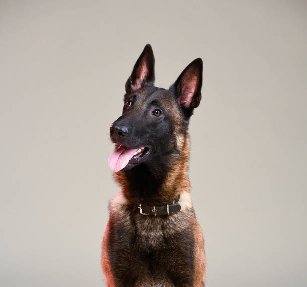 istock portrait of belgian shepherd in studio close-up 1393705183