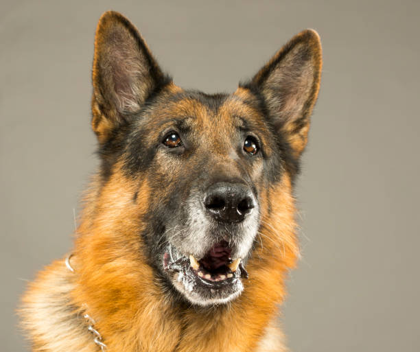 istock portrait of a german shepherd in the studio close-up 1393705204