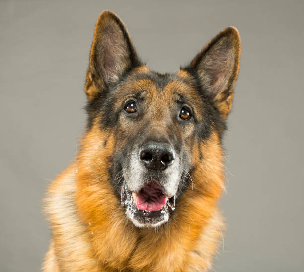 istock portrait of a german shepherd in the studio close-up 1393705205