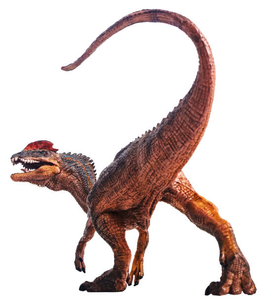 istock dinosaur , Dilophosaurus on white background Clipping path 1393705807