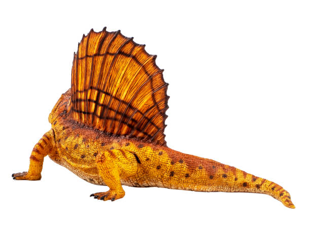 Dimetrodon  Dinosaur on white background Clipping path