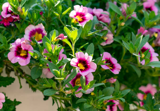 istock Hanging basket of flowers on the deck 1393706764