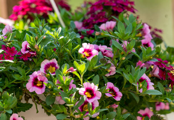 istock Hanging basket of flowers on the deck 1393706770