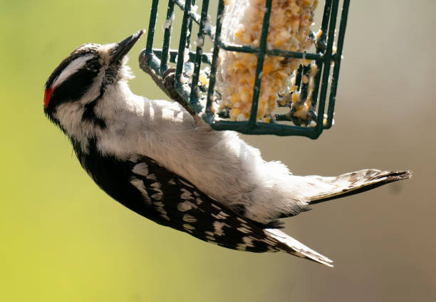 istock Woodpecker hangs upside down on the Suet Feeder 1393706774