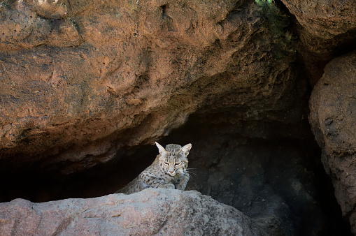 A Bobcat finds comfort in a cave in the Sonoran Desert and looks around for dinner