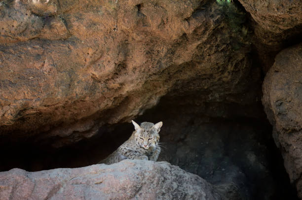 Bobcat in Sonoran Desert stock photo