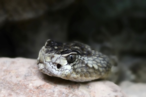 A Mojave rattlesnake, Crotalus scutulatus, emerges from the shadows during the heat of day. The pits and eye are in sharp focus and this is about as close as I want to be.