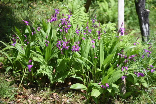 istock Urn orchid (Bletilla striata) flowers. 1393707414