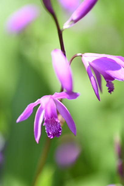 istock Urn orchid (Bletilla striata) flowers. 1393707418