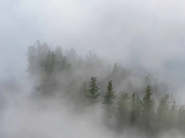 Photo of Pine trees in cloud