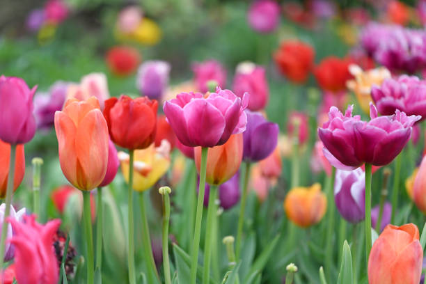 tulipes - vibrant color nature outdoors horizontal photos et images de collection