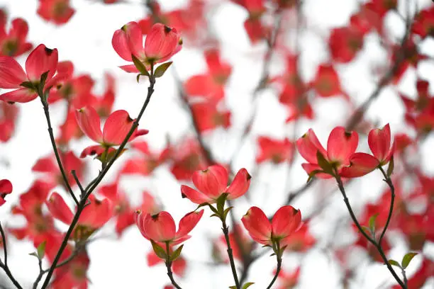 Flowers of dogwood tree