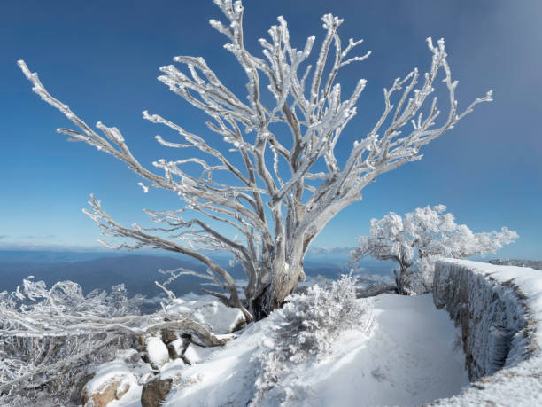 Stunning view of snow covered tree on mountain stock photo