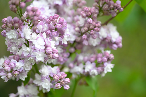 allowed delicate purple lilac flowers on the bush in the garden. The plant blooms at Easter time and also at Pentecost. Strong aroma which is also used homeopathic.