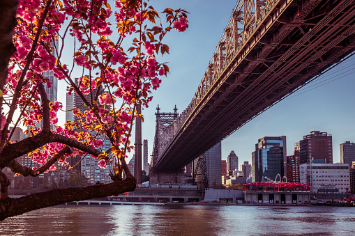 Queensboro Bridge and Midtown Manhattan shot from Roosevelt Island. An empty bench sits in the foreground with cherry blossoms overhead