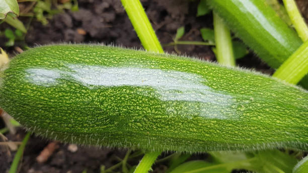 Selective focus is a young squash growing in a garden bed. background
