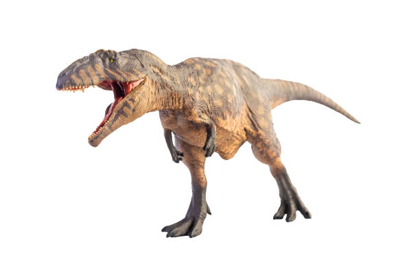 istock Giganotosaurus  ,dinosaur on white background . Clipping path 1393710995