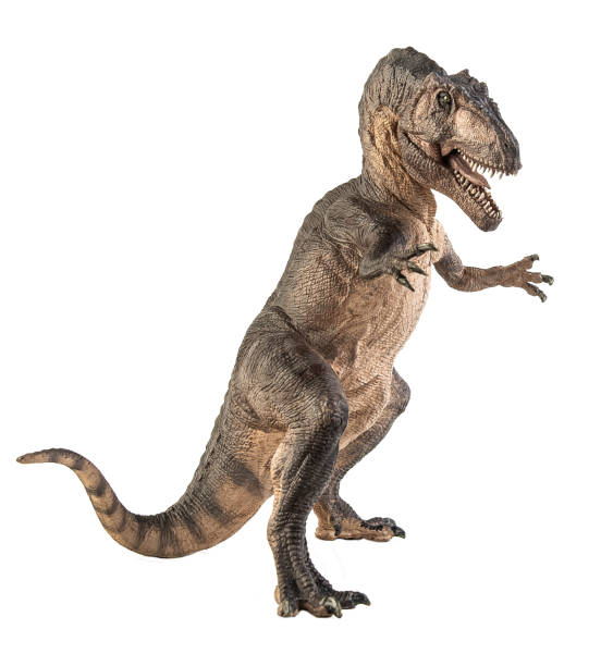 istock Giganotosaurus  ,dinosaur on white background . Clipping path 1393711001