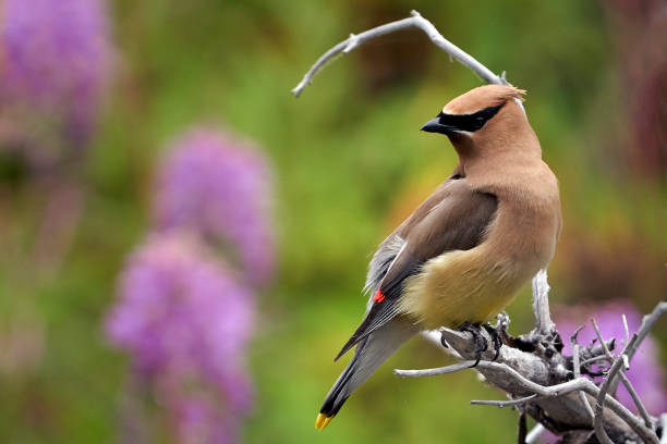 Cedar Waxwing spend part of their summer in Glacier National Park eating  berries and insects. This beautiful male perched at the side of creek with fireweed blooming in the background