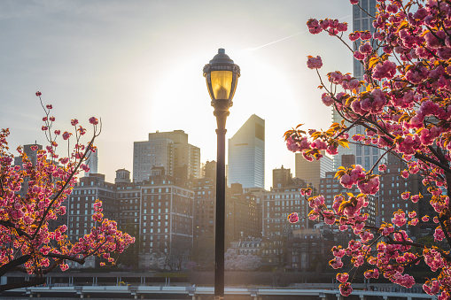 Lantern and cherry trees with the New York City skyline in the background